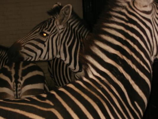 de zebra's stonden op stal