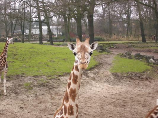 deze giraffe keek me recht aan